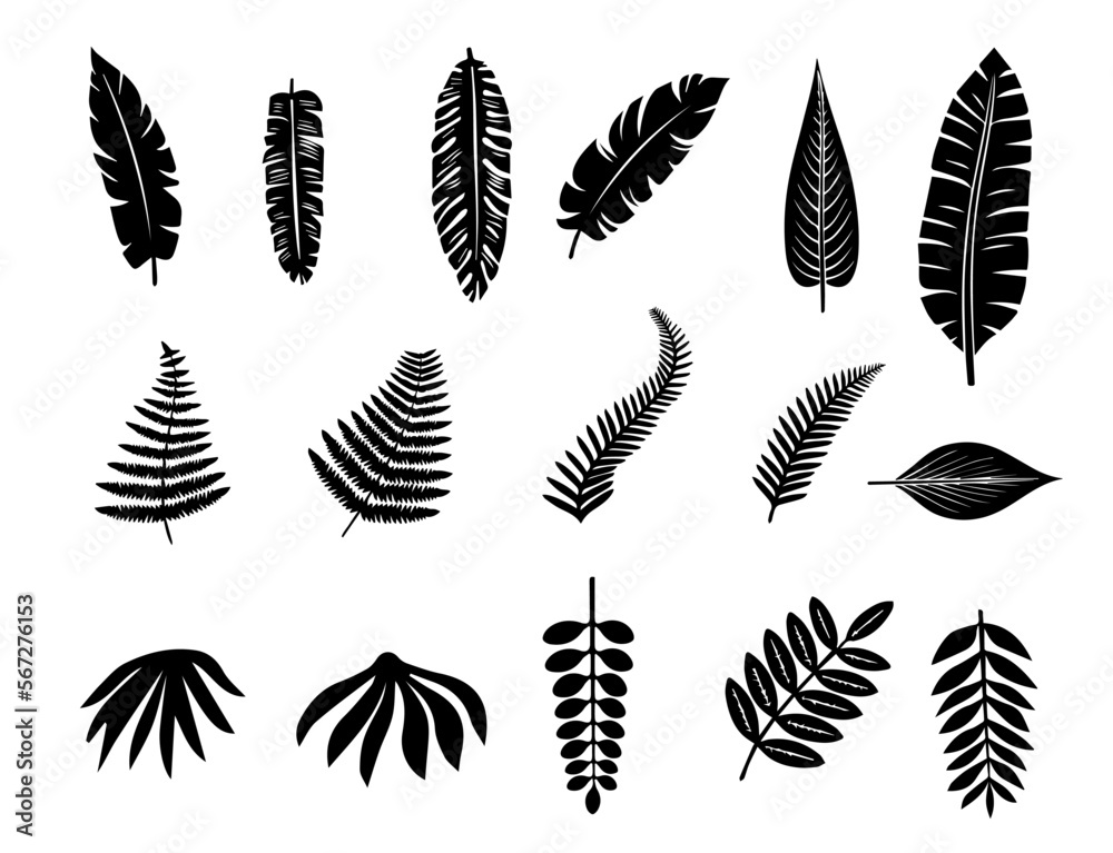Vector fern, banana and tropical leaf collection. Vector fern, banana and tropical leaf collection.