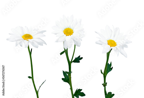 Beautiful white Daisy, Marguerite, chamomile isolated on white background with including clipping path. Full Depth of field, Full, Depth of field, Focus, stacking, dof. PNG © uv_group