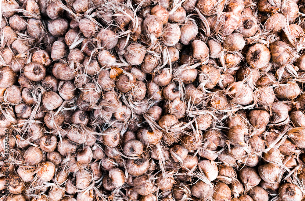 Tulip bulbs ready for planting Tulip bulbs ready for planting