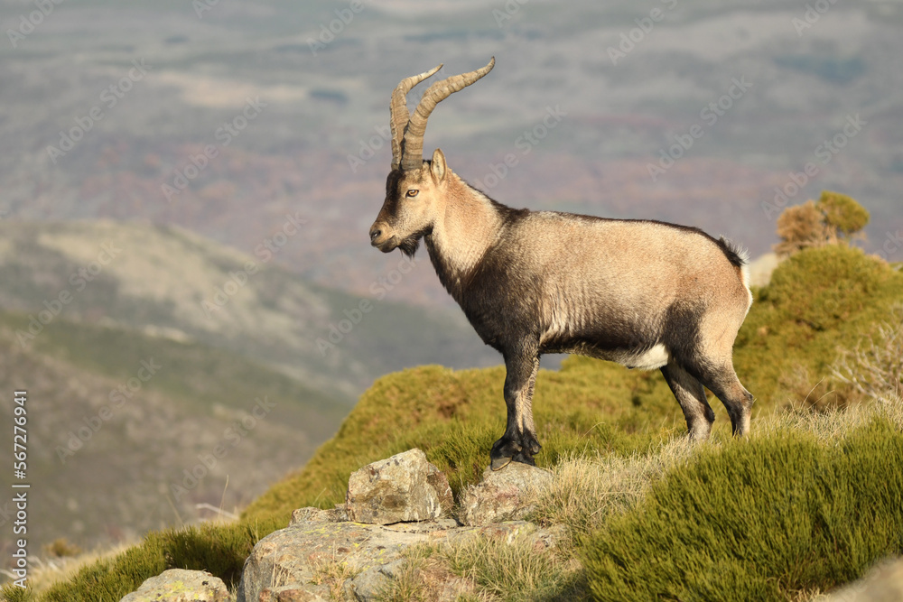 cabras monteses en la sierra de gredos.avila.españa cabras monteses en la sierra de gredos.avila.españa