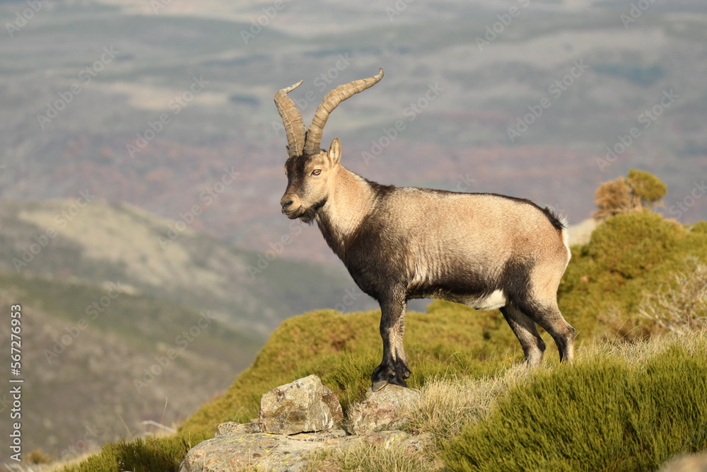 cabras monteses en la sierra de gredos.avila.españa