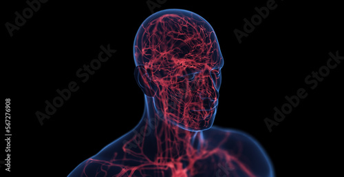 3d medical illustration of a man's cardiovascular system