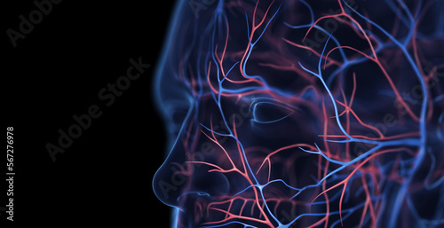 3d medical illustration of a man's veins of the face