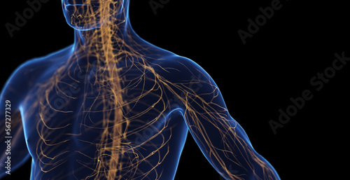 3d medical illustration of a man's nervous system photo