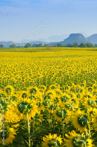 Beautiful sunflowers in blue sky, agricultural products of Lop Buri province in Thailand. © DragoniteEast