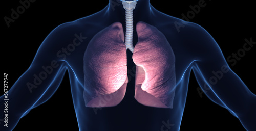 3d medical illustration of a man's respiratory system