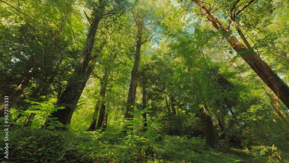 Movement Of Shadows On Ground. Beautiful Landscape. Bottom View Timelapse From Foliar Forest. Green Colors. Summer Deciduous Forest. Timelapse, Time-lapse. Movement Of Shadows On Ground. Beautiful Landscape. Bottom View Timelapse From Foliar Forest. Green Colors. Summer Deciduous Forest. Timelapse, Time-lapse.