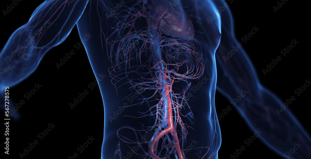 3d medical illustration of a man's abdominal cardiovascular system 3d medical illustration of a man's abdominal cardiovascular system