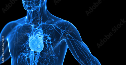 3d rendered medical illustration of a man's cardiovascular system