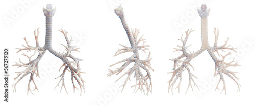 3d medical illustration of the human bronchi photo