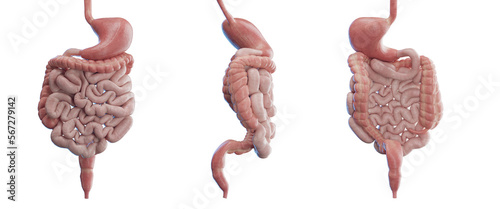 3d medical illustration of the human digestive system photo