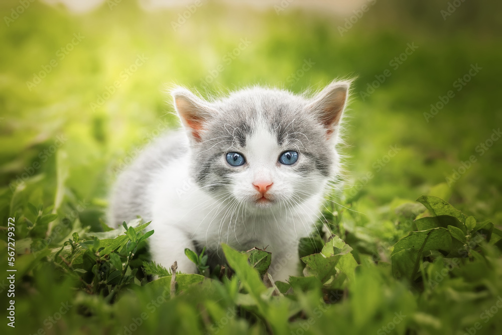 little Cute grey fluffy kitten outdoors. kitten first steps. little Cute grey fluffy kitten outdoors. kitten first steps.