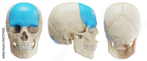 Φωτογραφία 3d medical illustration of the human frontal bone