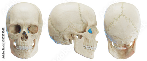 3d medical illustration of the human lacrimal bone photo