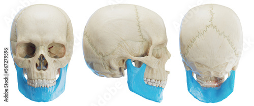 Obraz na płótnie 3d medical illustration of the human mandible