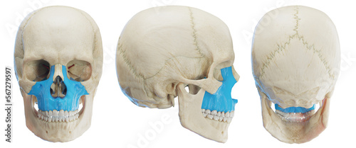 3d medical illustration of the human maxilla photo
