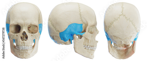 3d medical illustration of the human temporal bone