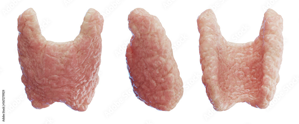 3d medical illustration of the human thyroid gland 3d medical illustration of the human thyroid gland