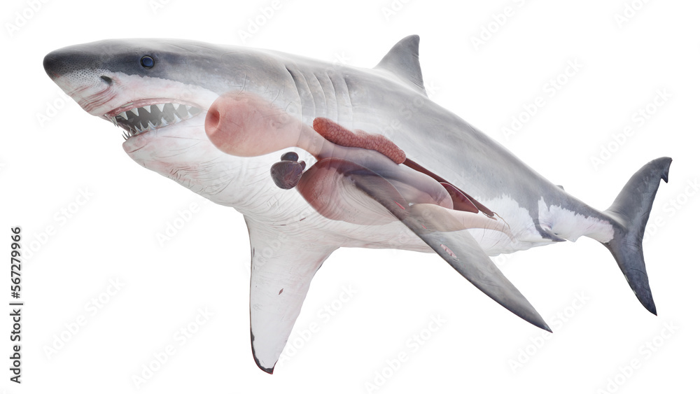 3D rendered illustration of a shark's internal organs