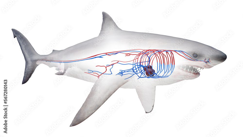 Fototapeta premium 3D rendered illustration of a shark's cardiovascular system