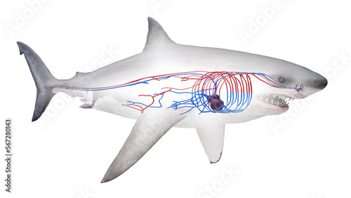 3D rendered illustration of a shark's cardiovascular system