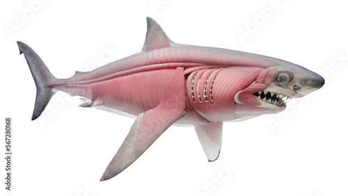 3D rendered illustration of a shark's muscular system