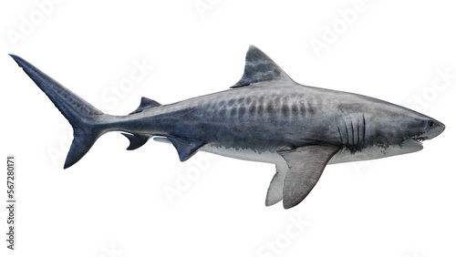 3D rendered illustration of a tiger shark