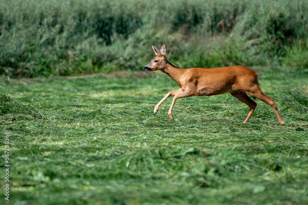 running roe deer in the grass