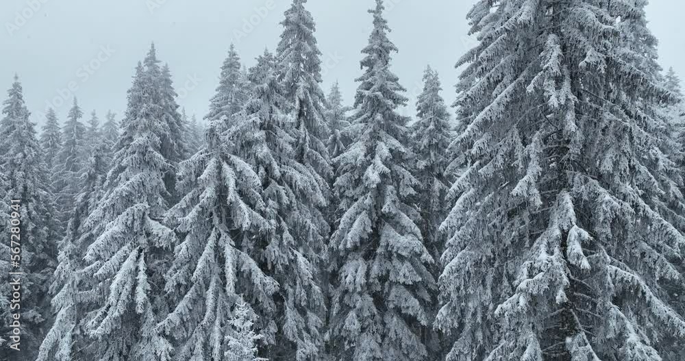 Aerial top view drone shot of the pine and spruce trees forest covered with snow in the Tatra Mountains in Slovakia. Beauty in nature and ecology concept image. Aerial top view drone shot of the pine and spruce trees forest covered with snow in the Tatra Mountains in Slovakia. Beauty in nature and ecology concept image.