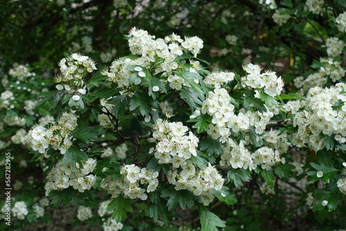 Multitude of white flowers of common hawthorn in May