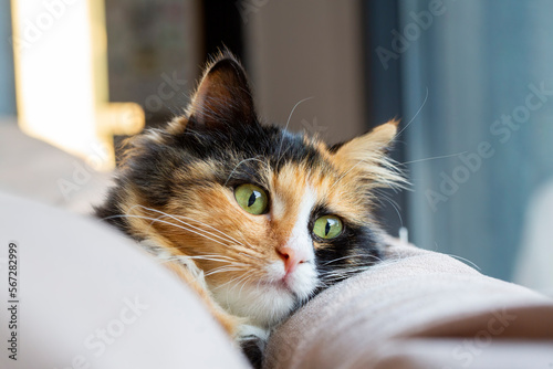 Bild auf Leinwand Long-haired kitten calico type cat.