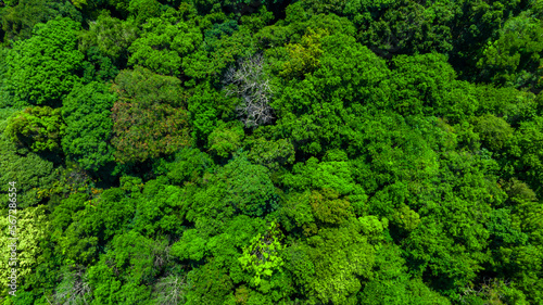 Nature green forest aerial view. Aerial view tree, forest ecosystem and health concept and background, texture of green forest from above.Nature conservation concept. © Darunrat