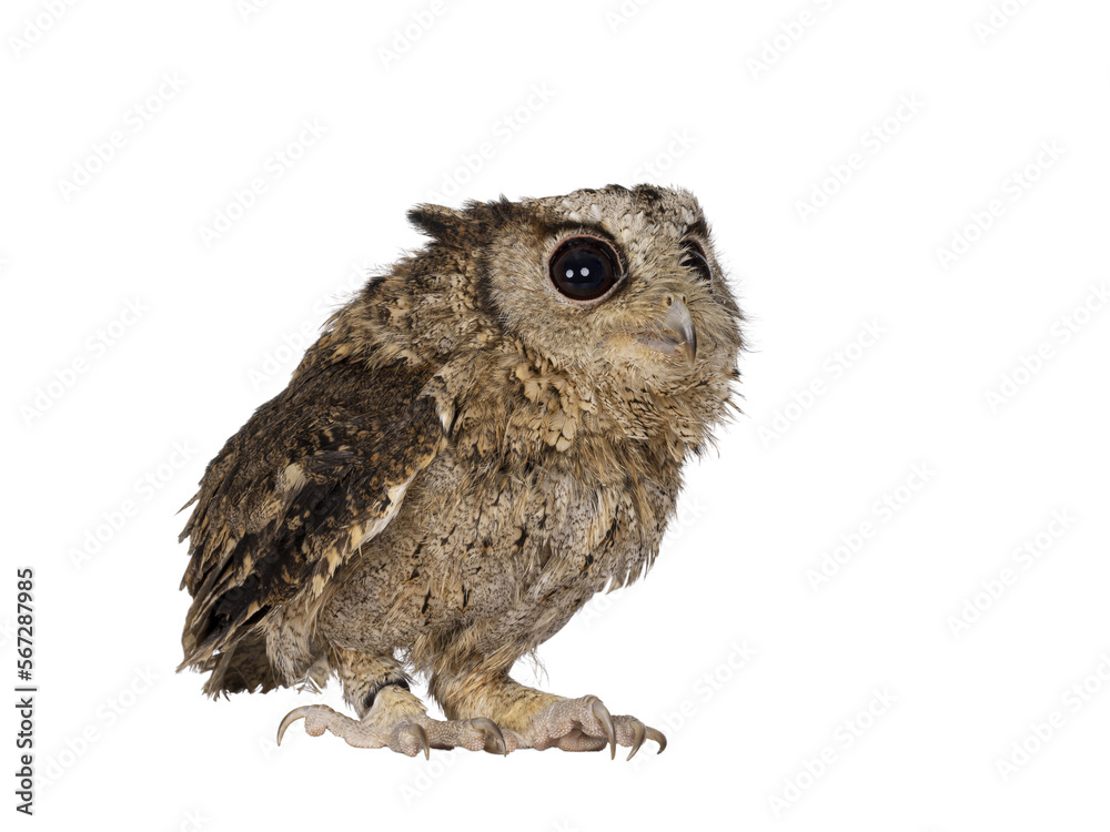 Naklejka premium Cute brown Indian Scops owl aka Otus bakkamoena, sitting side ways ready to fly off. Looking up and away from camera. Isolated cutout on a transparent background.Ears down.
