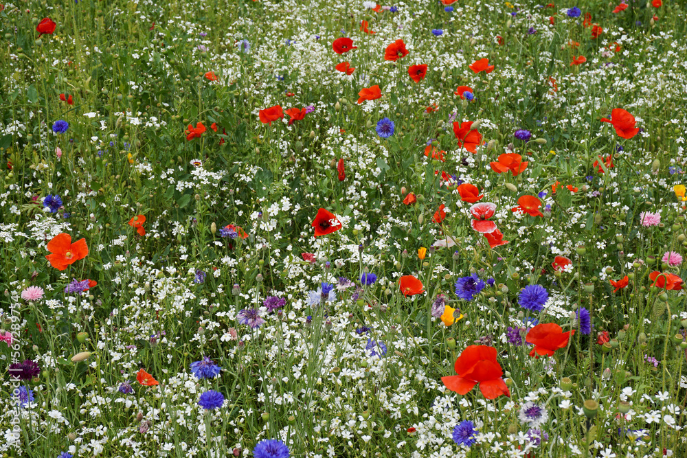 field of red poppies and wildflowers. floral background of wildflower meadow in summer bloom 