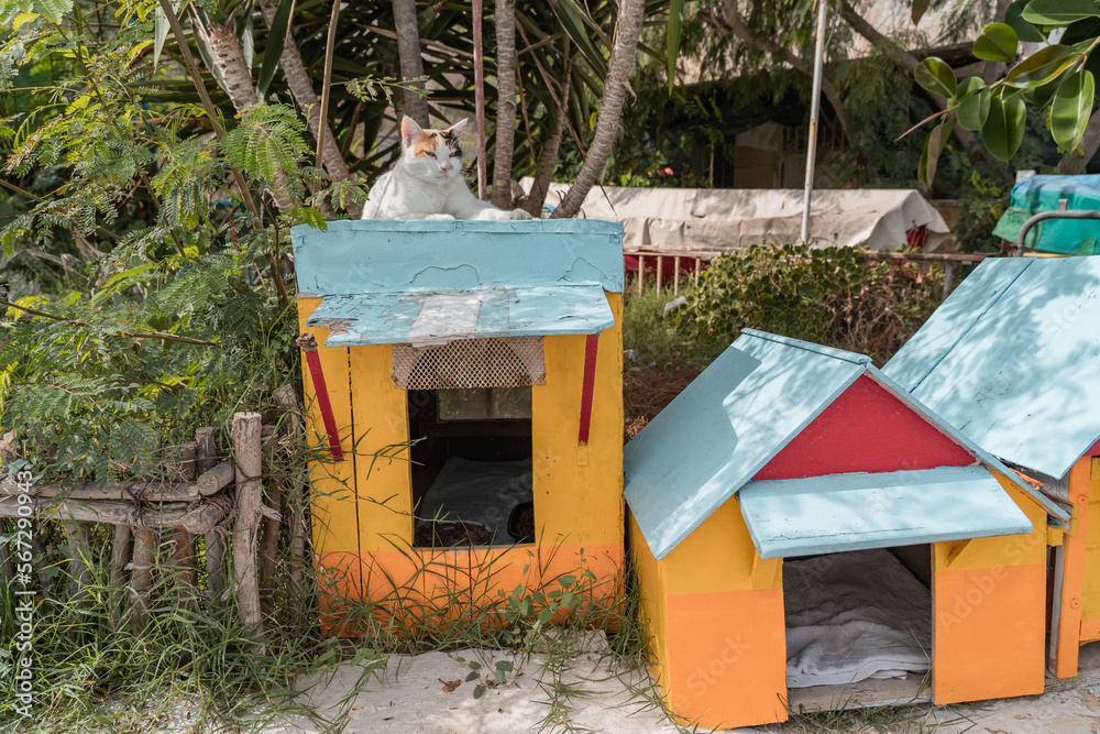 cat sitting on top of a cat shelter on a sunny day