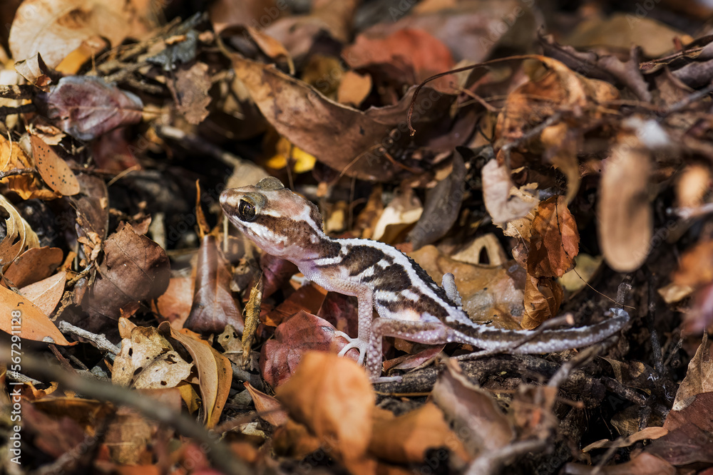 Ocelot Gecko - Paroedura picta, small beautiful nocturnal gecko endemic in dry forests of Madagascar, Kirindy forest. Ocelot Gecko - Paroedura picta, small beautiful nocturnal gecko endemic in dry forests of Madagascar, Kirindy forest.