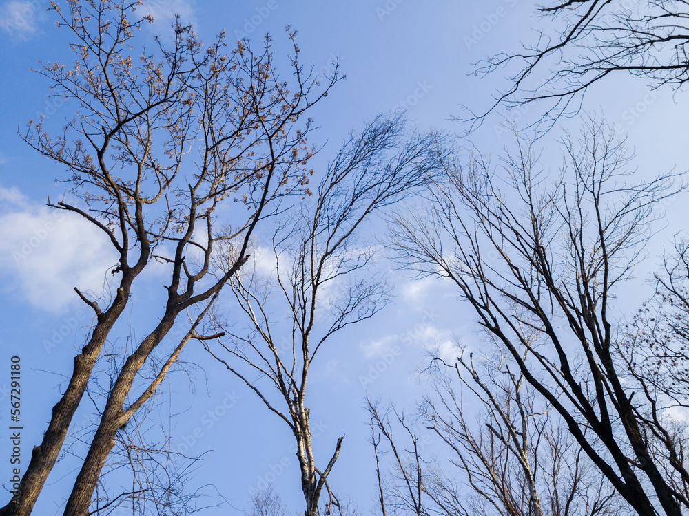Obraz premium Tree branch silhouette over blue sky background.