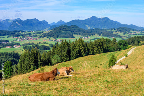 Glückliche Kühe auf einer Bergweide genießen die herrliche Allgäuer Bergwelt