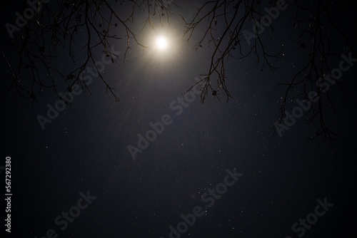Starry Clear Night with Bright Full Moon and Pecan Tree Branches