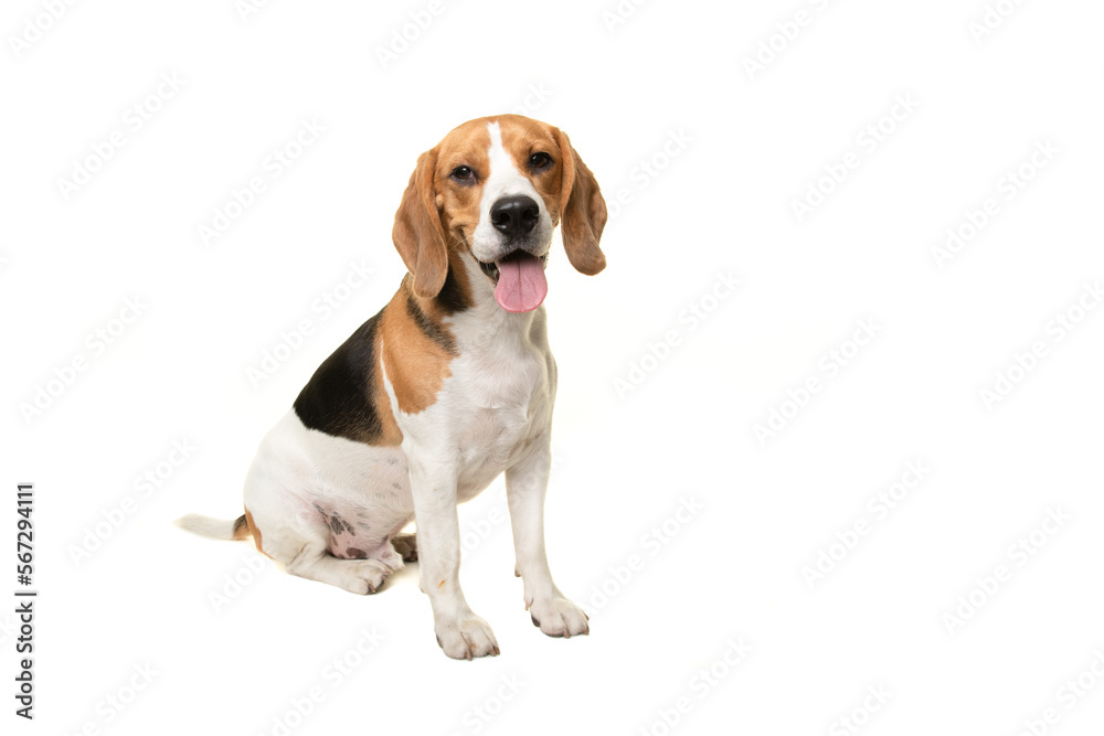 Sitting beagle dog smiling looking at the camera isolated on a white background - obrazy, fototapety, plakaty 