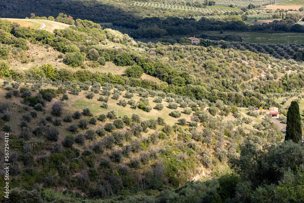 Farmland and olive groves around Montemassi in the province of Grosseto. Italy