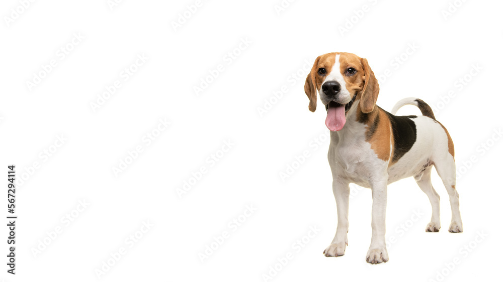 Standing beagle dog smiling looking at the camera isolated on a white background