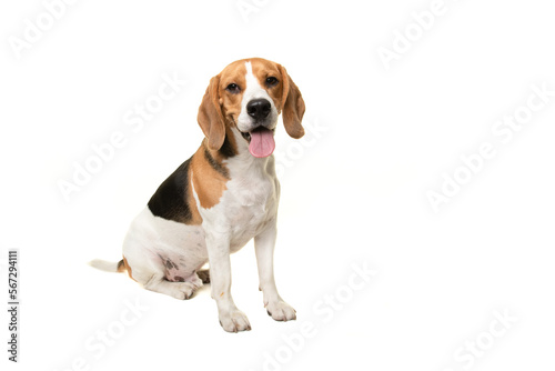 Sitting beagle dog smiling looking at the camera isolated on a white background © Elles Rijsdijk