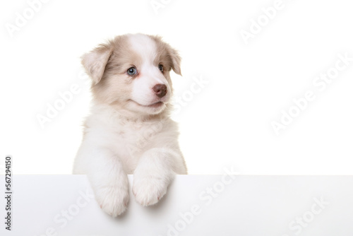 Portrait of cute australian shepherd puppy looking at the camera isolated on a white background with space for copy