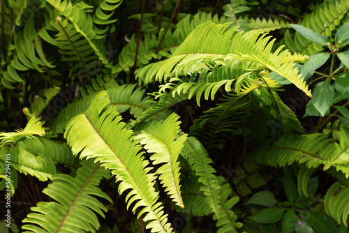 Fototapeta Naklejka Na Ścianę i Meble -  perfect natural fern. Beautiful background made with light green fern leaves.