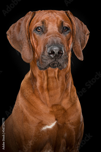 Portrait of a proud rhodesian ridgeback dog on a black background