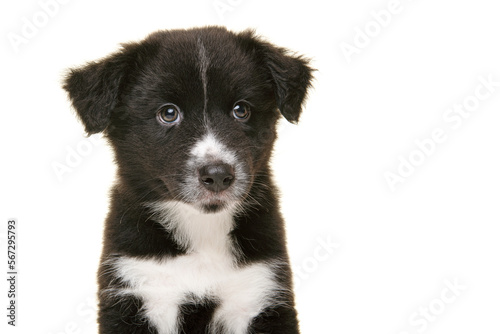 Fototapeta Naklejka Na Ścianę i Meble -  Portrait of cute black and white australian shepherd puppy looking at the camera isolated on a white background with space for copy