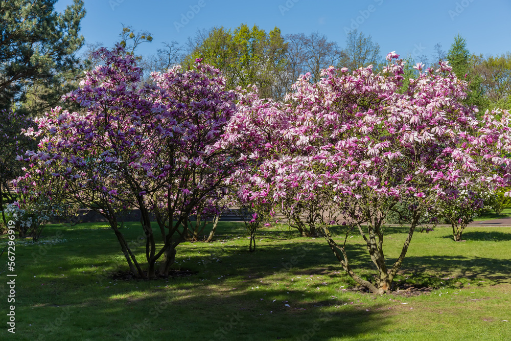 Bushes of blooming purple magnolia in the city park Bushes of blooming purple magnolia in the city park