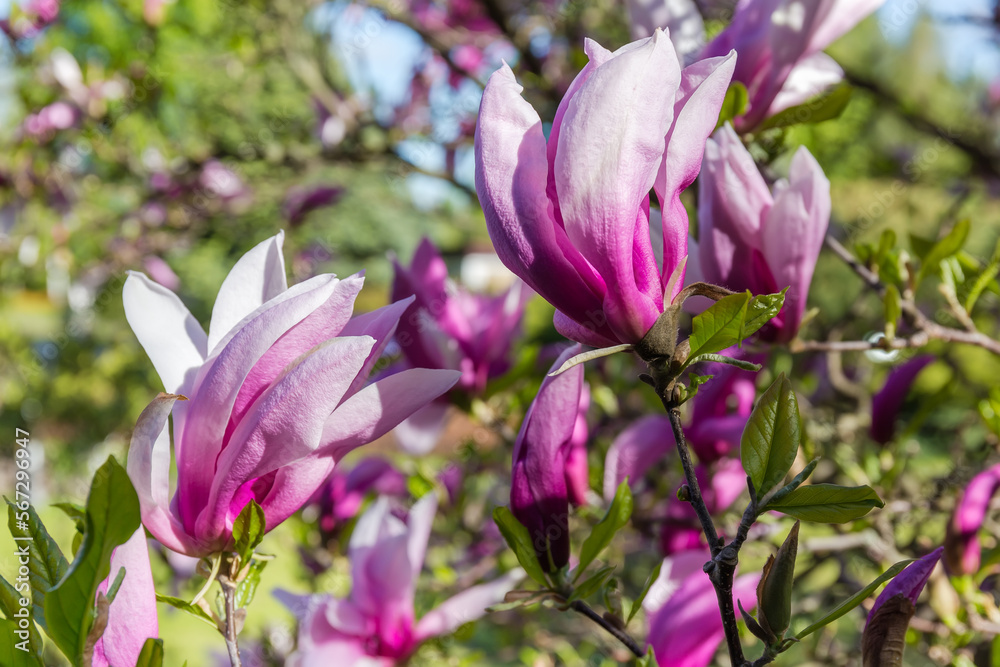 Flowers of purple magnolia on a blurred background close-up Flowers of purple magnolia on a blurred background close-up