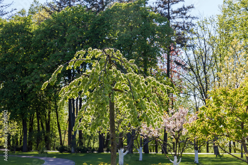Section of the spring park with blooming trees on foreground